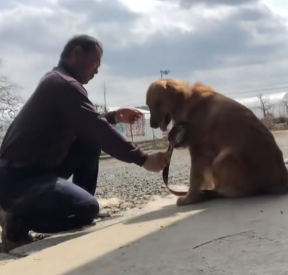 仲良くブラッシング（＠olive__goldenretrieverさんより提供）