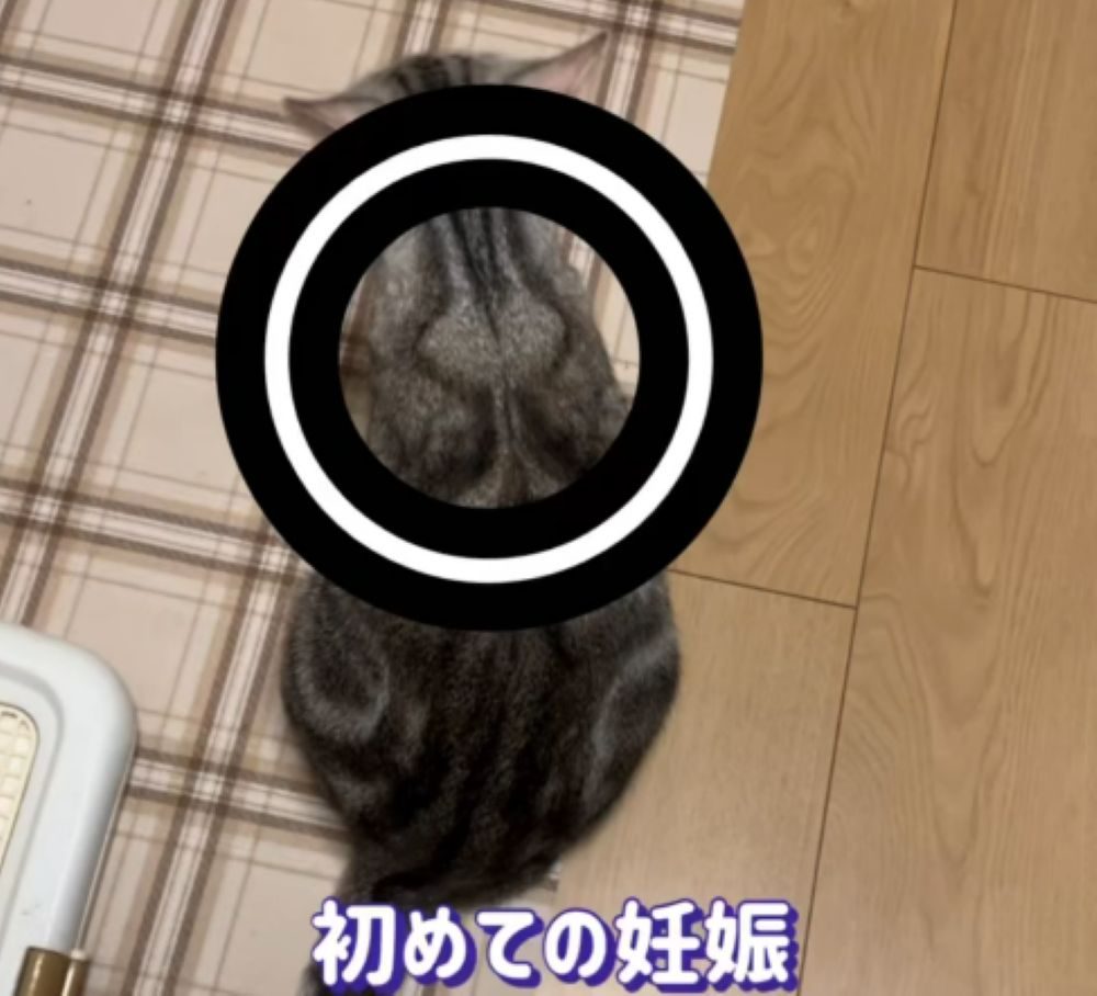 初めての妊娠（＠misako.ten.nonoさんより提供）