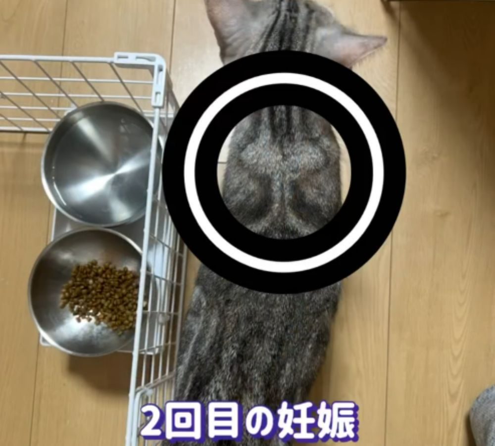 2回目の妊娠（＠misako.ten.nonoさんより提供）