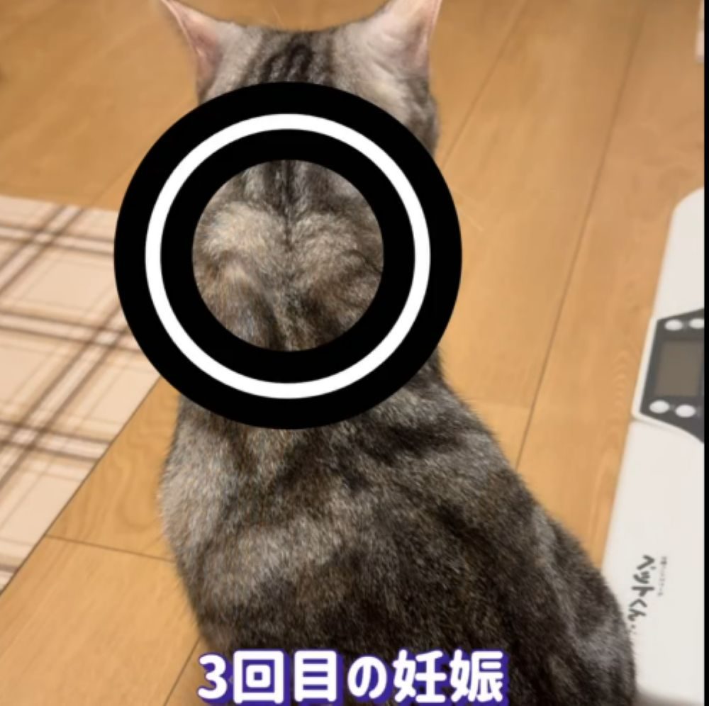 3回目の妊娠（＠misako.ten.nonoさんより提供）