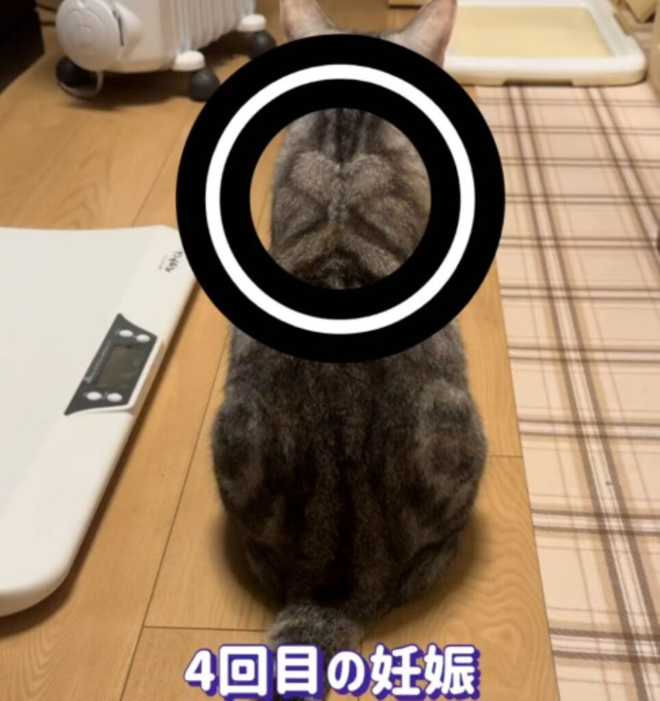 4回目の妊娠（＠misako.ten.nonoさんより提供）