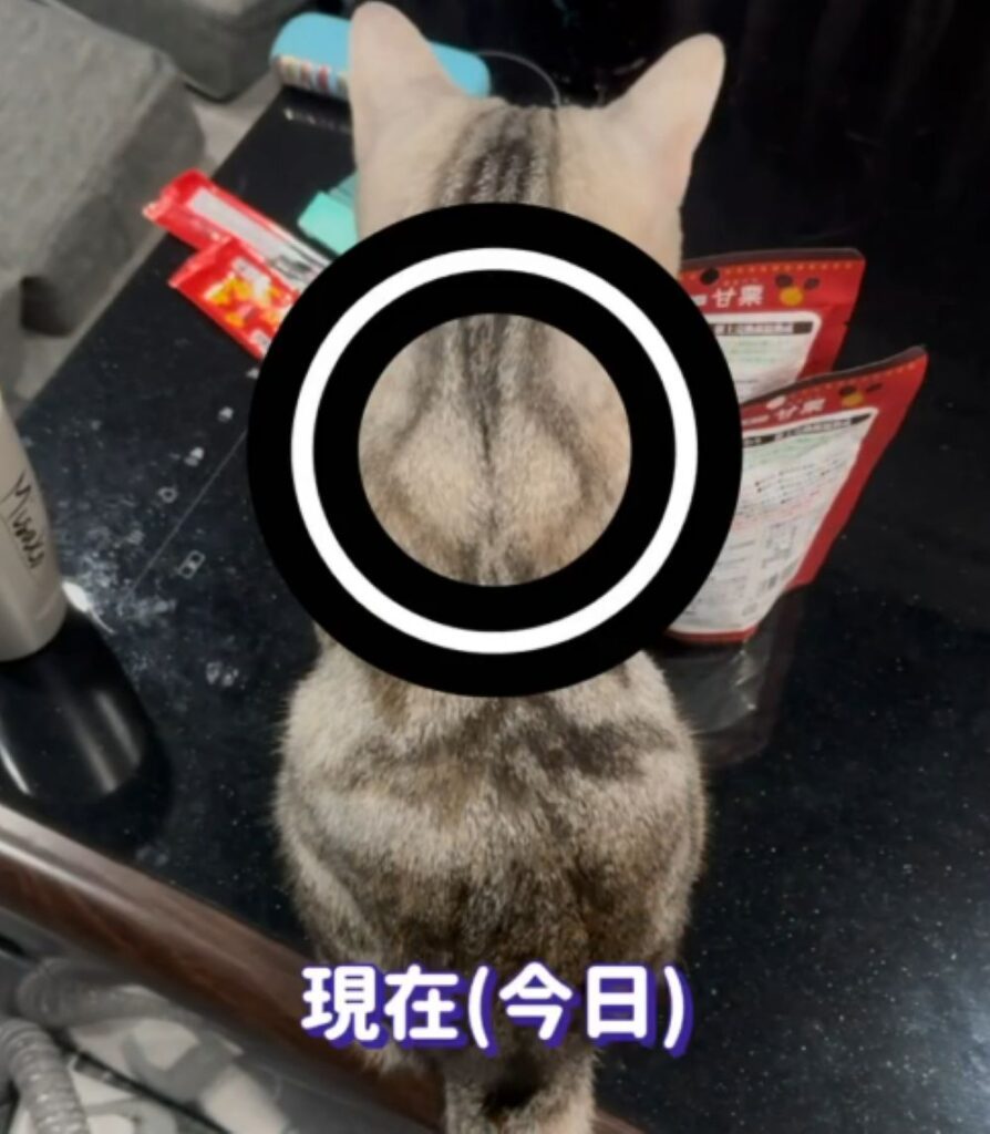 現在の様子（＠misako.ten.nonoさんより提供）