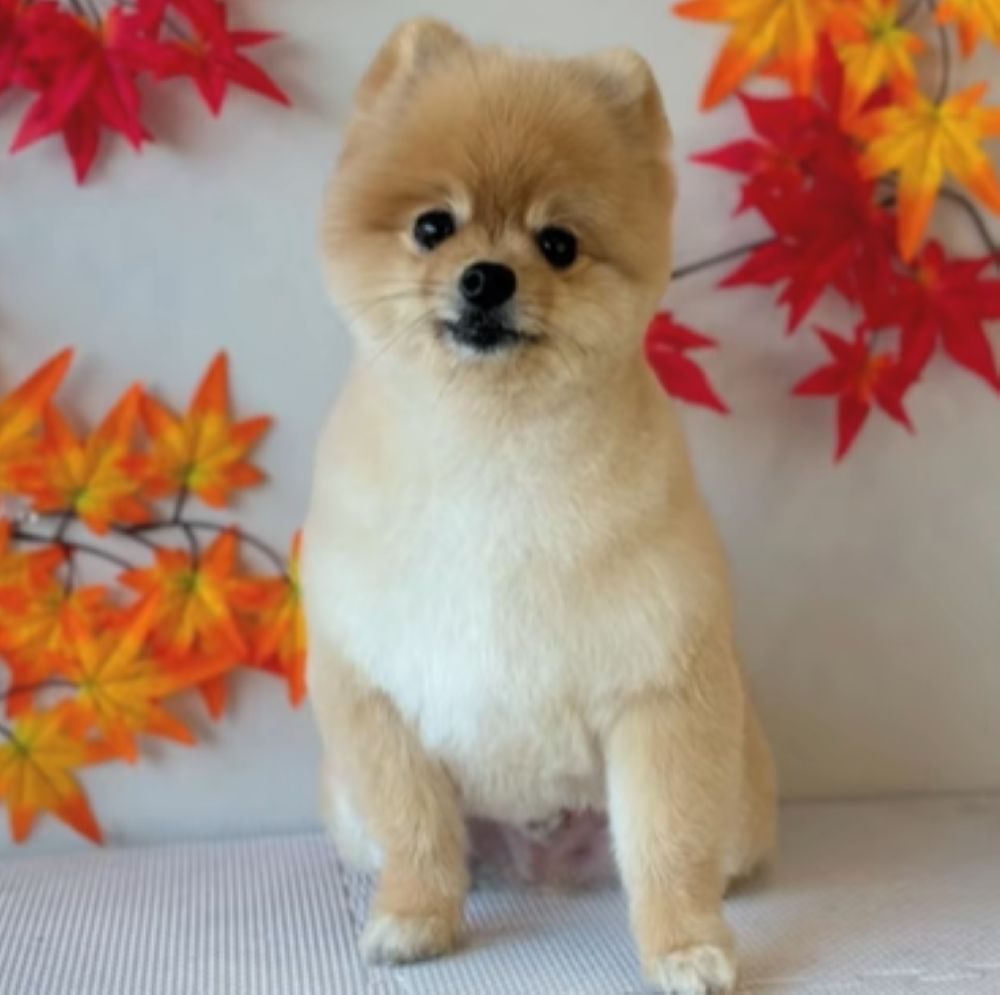 お迎えしてから②（＠monachan2525さんより提供）