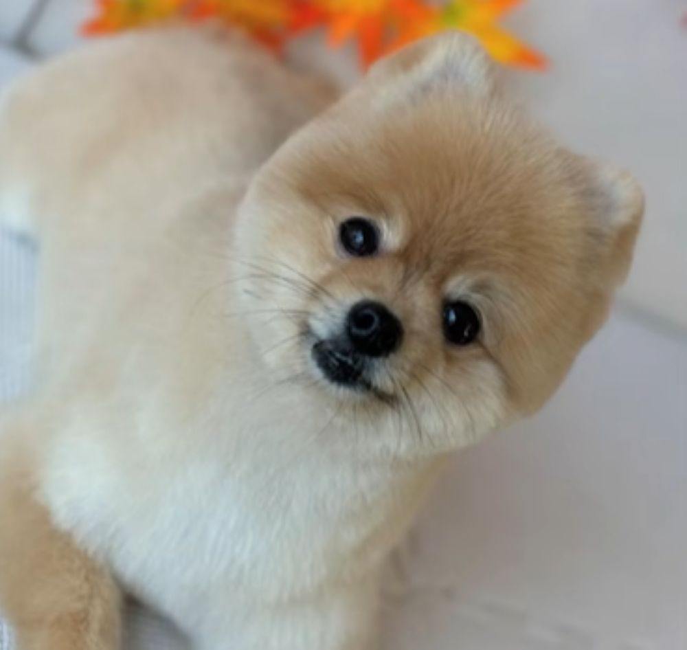 お迎えしてから③（＠monachan2525さんより提供）