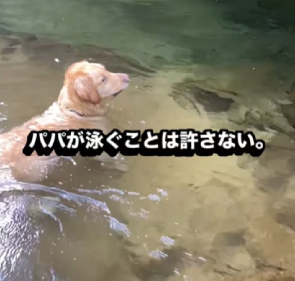 パパさんを見つめるイヴくん（＠yagi.famさんより提供）