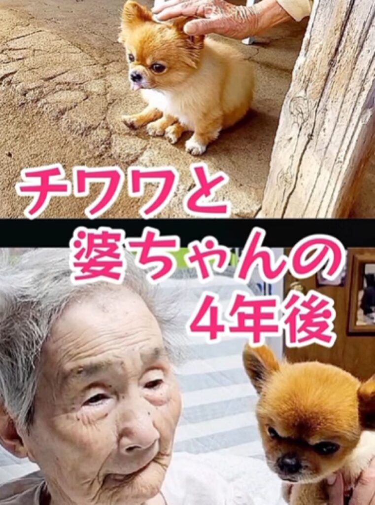 チワワとおばあちゃんの4年後（＠sukekaku.famさんより提供）