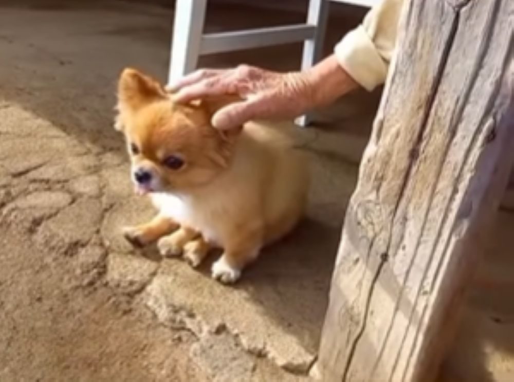 【実際の写真5枚】　４年後の様子