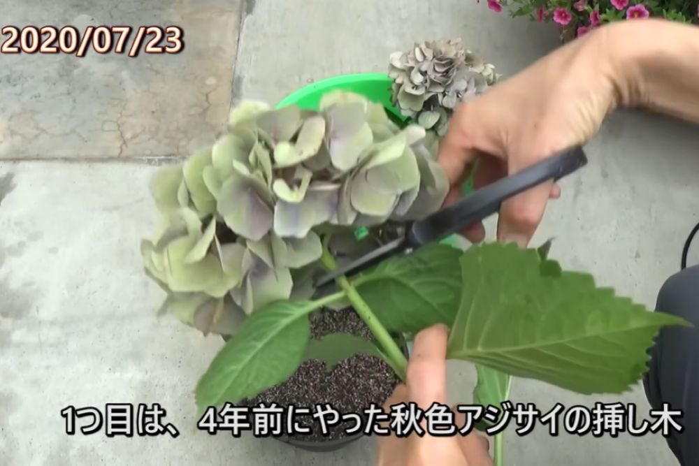 アジサイを挿し木してから4年後→息を飲む圧巻の光景に「きっと花の妖精に守られてる」「見応えのある動画」