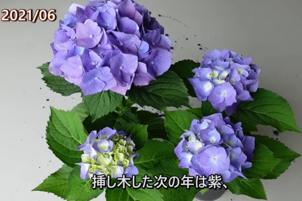 1年後（＠ohanachannel30さんより提供）