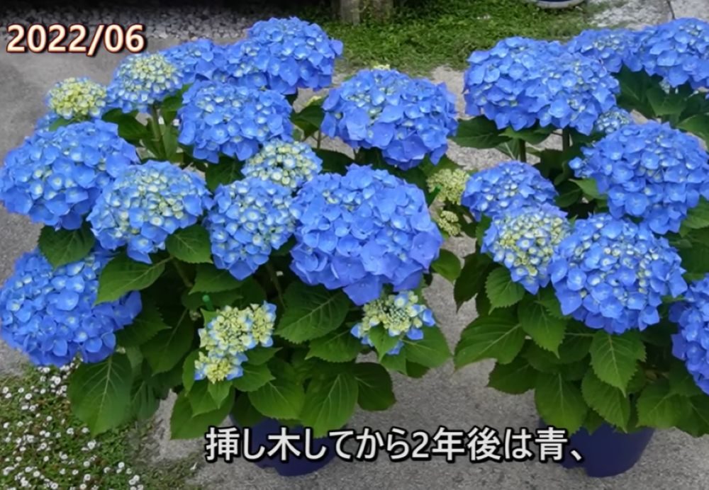 2年後（＠ohanachannel30さんより提供）