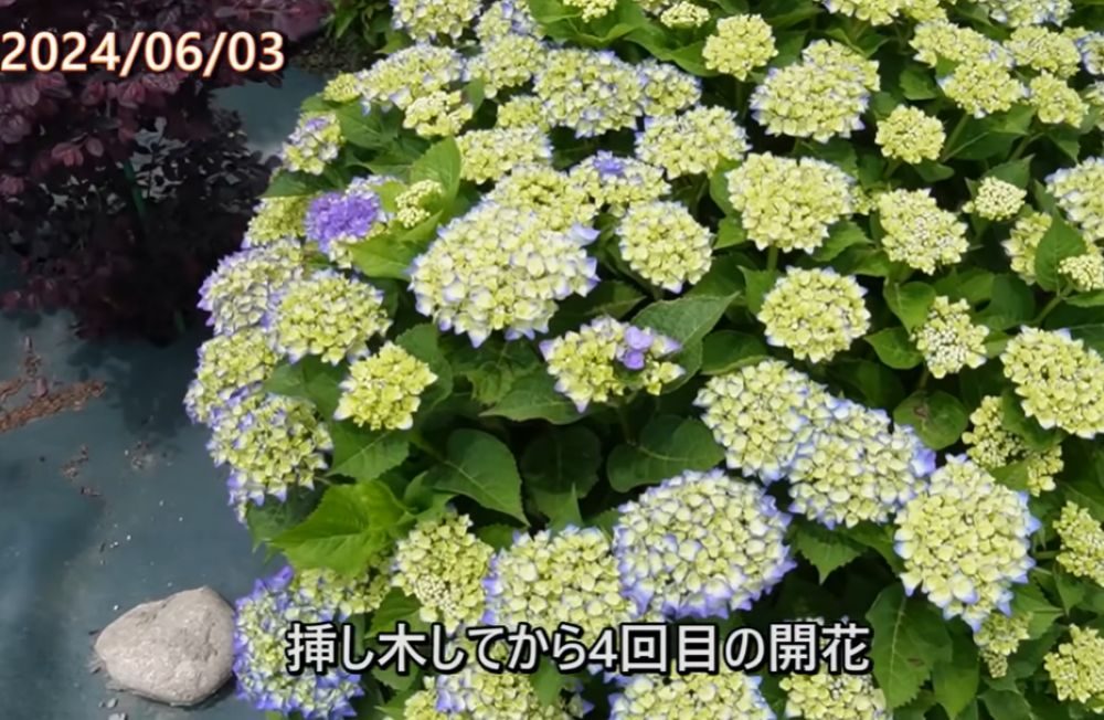 4年後（＠ohanachannel30さんより提供）