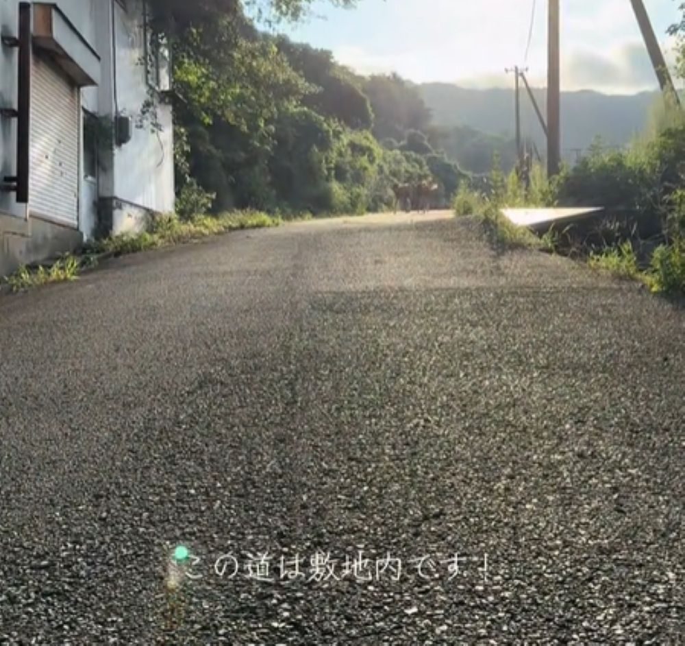 【実際の写真】牛の様子