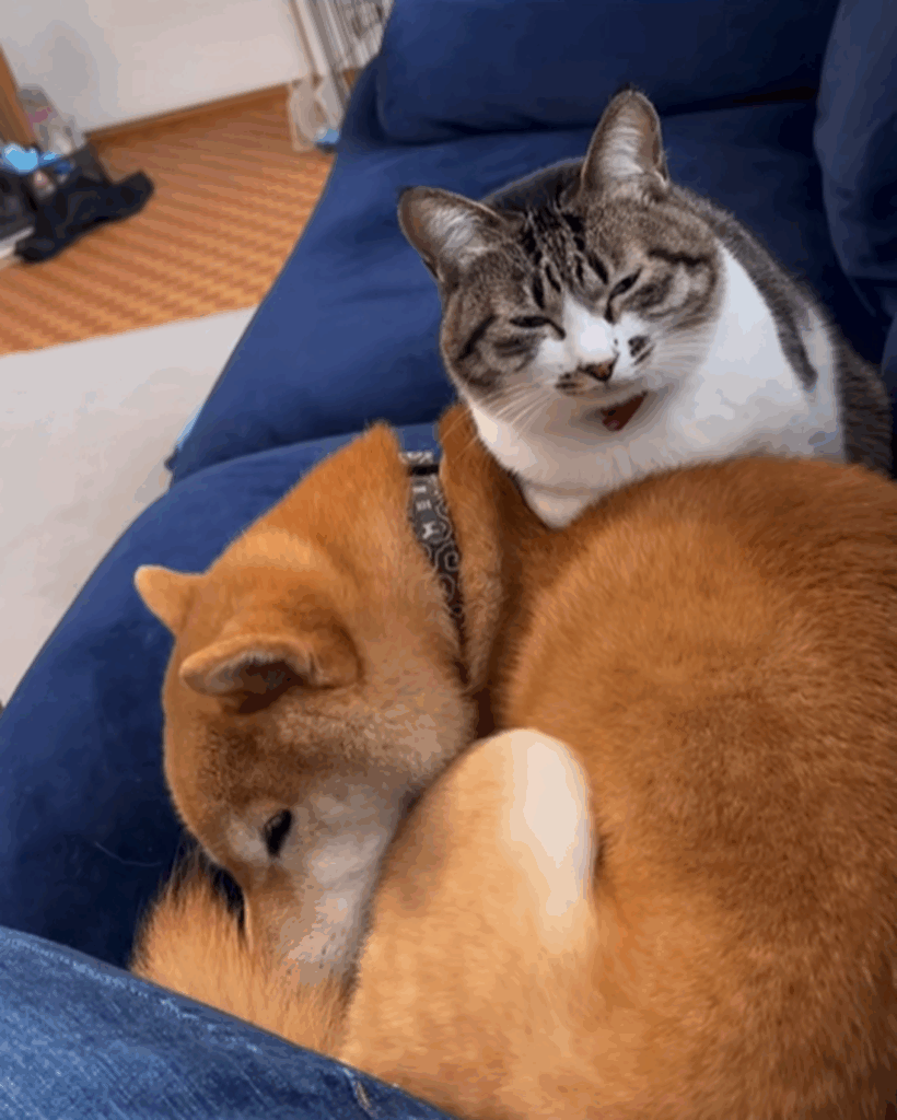 くっついていると安心する（@mamezo.koumeさんより提供）