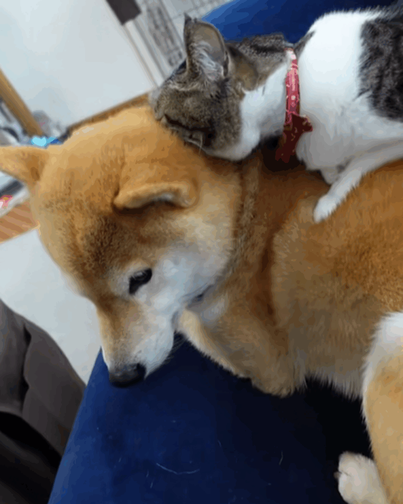 豆蔵くんの首をガブリッ（@mamezo.koumeさんより提供）