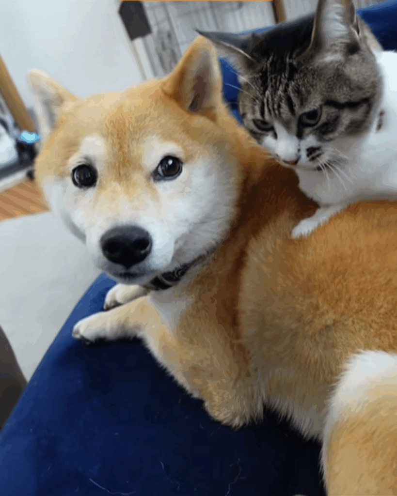 ずっと仲良しでいようね♪（@mamezo.koumeさんより提供）