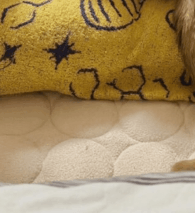 そろそろ寝ようと布団に向かうと…行く手を阻む”生き物”に「可愛い」「枕泥棒」「うちの子たちもこんな感じ」