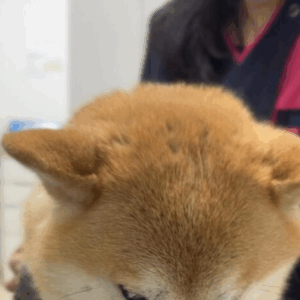 病院嫌いな柴犬。しかし、お医者さんの前に立った途端…「我が家もです」「可愛い」「えらい」