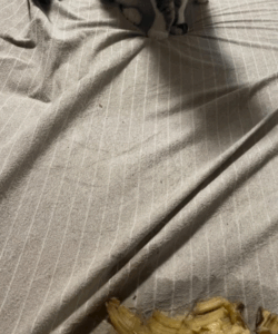 ベッドでスマホを見ていると背中に冷たい感触…まさかの真犯人に「びっくりしました」「これは…大変です」