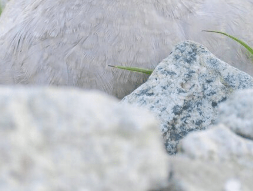 「一生に一度かもしれない」山の中で、絶滅危惧種の動物に遭遇！？その姿に「本当に綺麗」「貴重な写真」「こんな子がいるんですね」