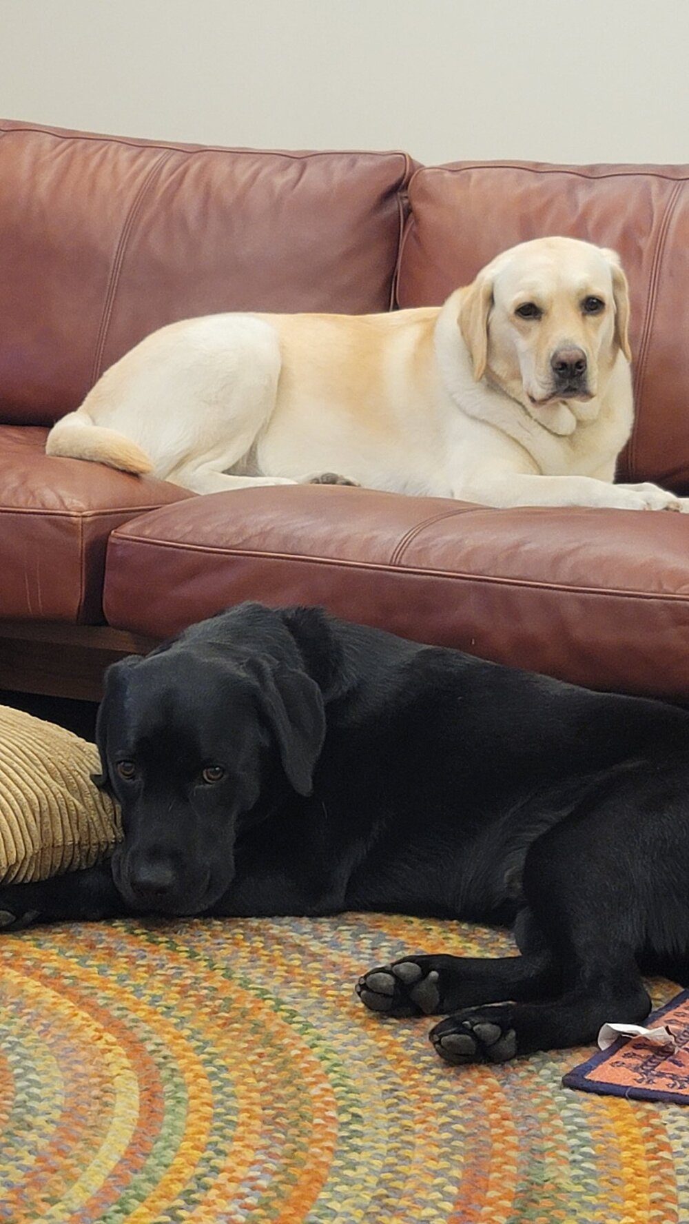 飼い主の前では大人しい2頭の犬。しかし保育園の先生が撮影した様子に…69万表示「全然違うｗ」「最高！」「面白い！」