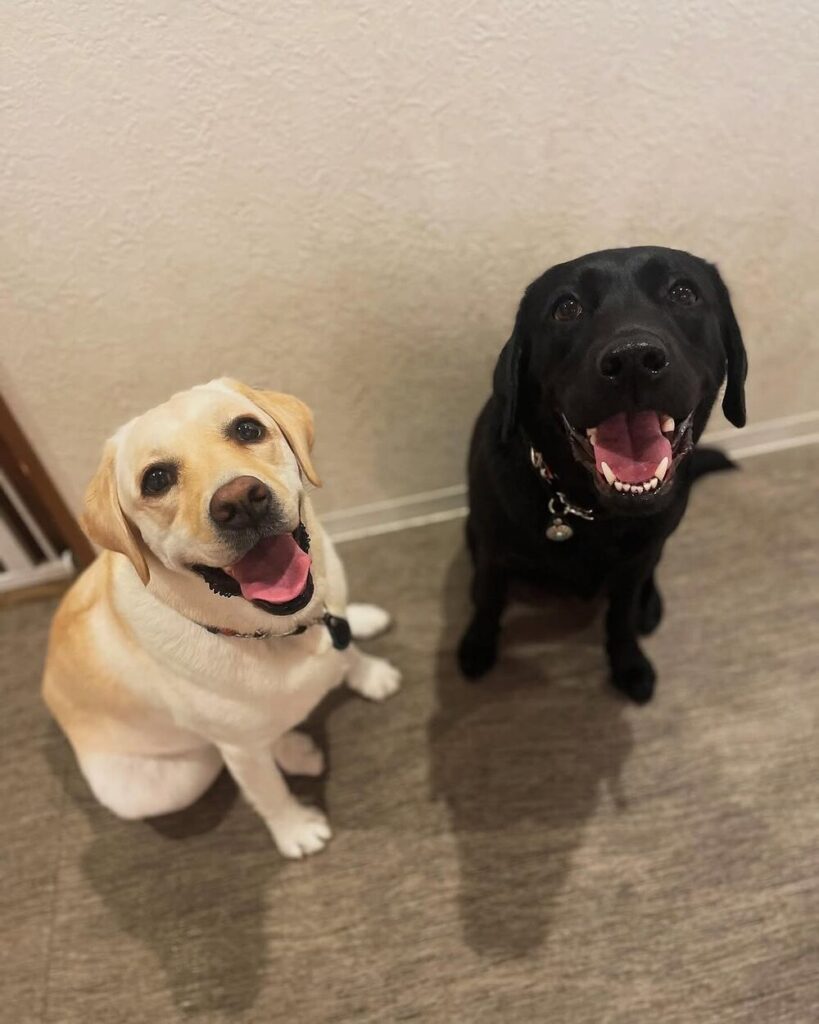 満面の笑顔のジュリーちゃんとカイくん（@julie1115kai817さんより提供）