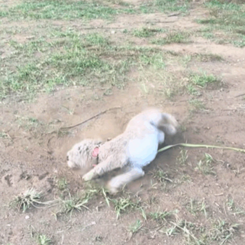 【実際の写真6枚】　飼い主さんが見た光景