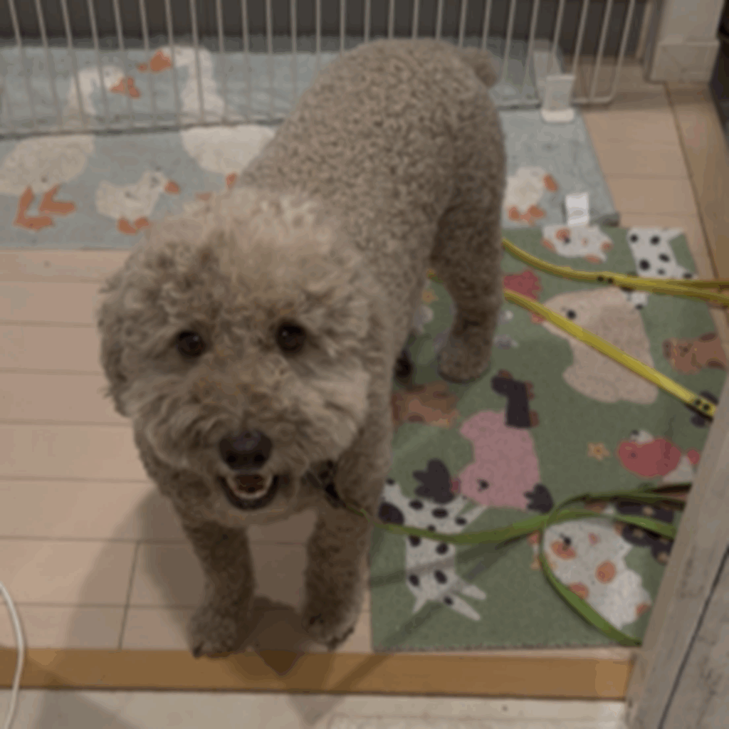 茶色い犬に大変身（＠maiko_manjiさんより提供）