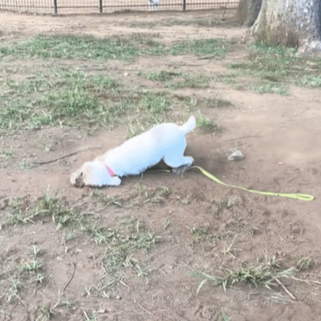 全身真っ白なワンちゃんが…（＠maiko_manjiさんより提供）