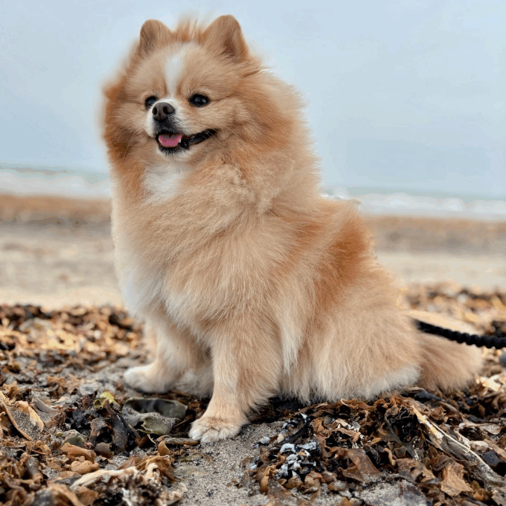 海は楽しいね！（@pomepomePicardyさんより提供）