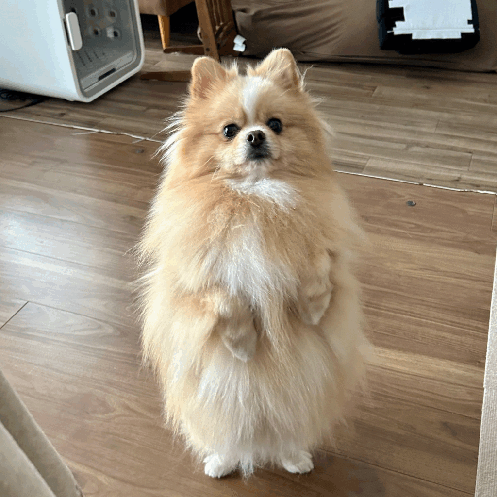 ねぇねぇ、一緒に遊ぼ！（@pomepomePicardyさんより提供）