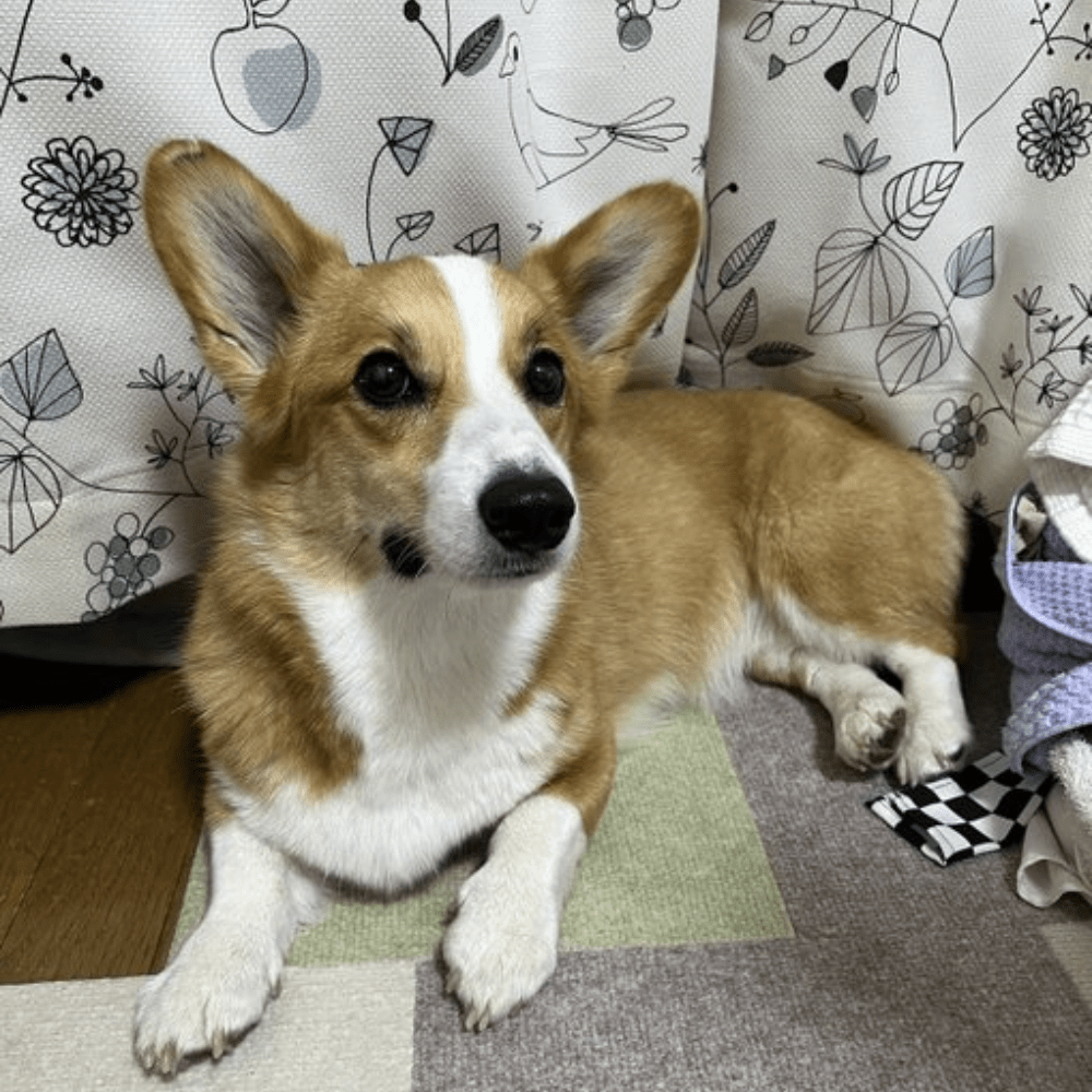 ラブラドール ゴールデンレトリバー サンキャッチャー 大 置物 オブジェ ガーデンオーナメント 寝ているチワワ 犬 いぬ イヌ 屋外 屋内 室内  インテリア 玄関 リビング ダイニング 装飾 庭 ガーデニング 装飾 ガーデン 可愛い ギフト インテリア用品 贈り物 雑貨 癒し ..., image size:1000x1000