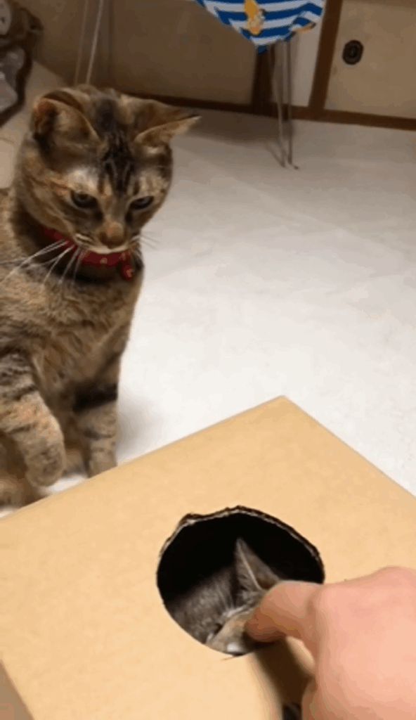 【実際の写真】実家猫の様子