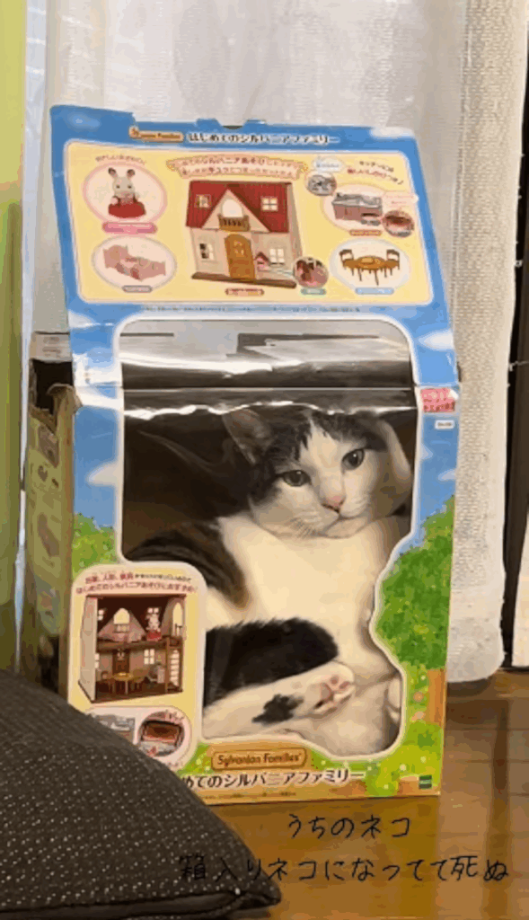 ドールハウスシリーズの箱に収まるヒロシくん：寄り（＠kanatt_crew0213さんより提供）