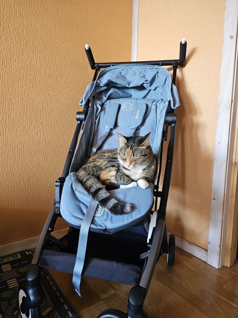 ベビーカーでくつろぐ猫ちゃん（＠WalkingtheNorthさんより提供）