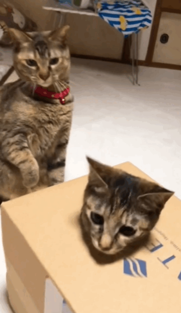 穴から顔を出したぽぽちゃん（＠popo_meme0802さんより提供）