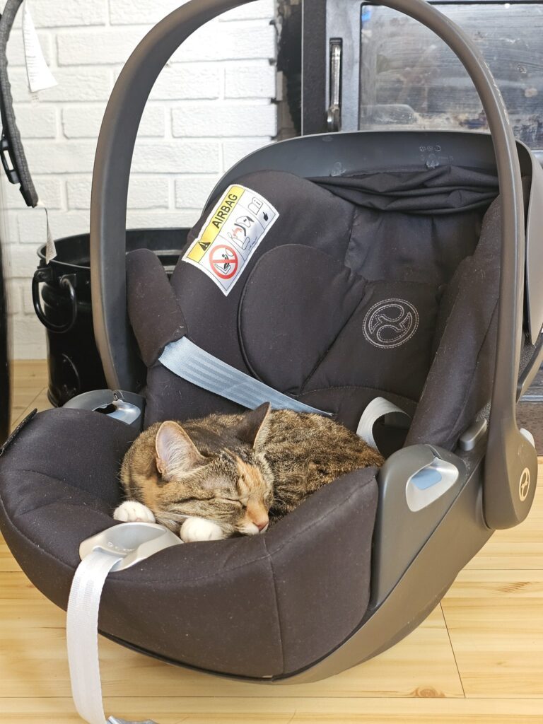 その他の猫ちゃんの写真①（＠WalkingtheNorthさんより提供）