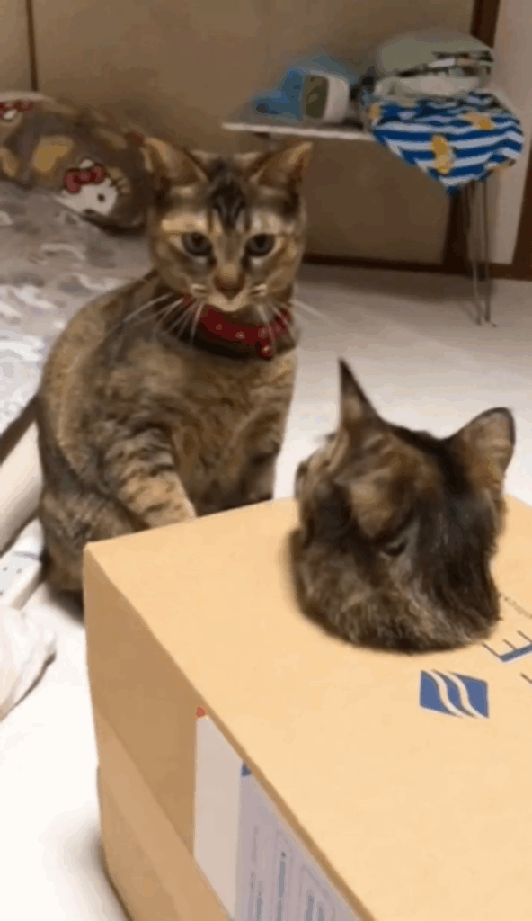 ぽぽちゃんとみじゅちゃんの目があったところ（＠popo_meme0802さんより提供）