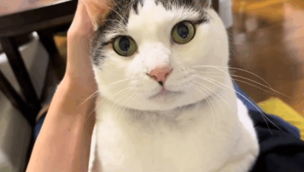 普段のヒロシくん①（＠kanatt_crew0213さんより提供）