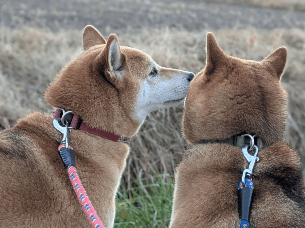 【実際の写真】不思議な光景