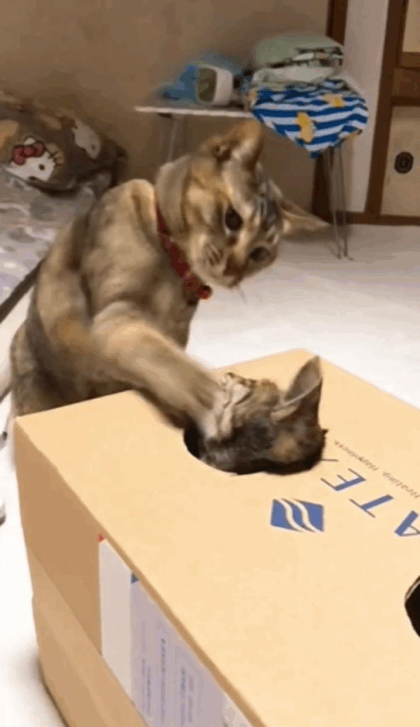 ぽぽちゃんに猫パンチを浴びせるみじゅちゃん（＠popo_meme0802さんより提供）