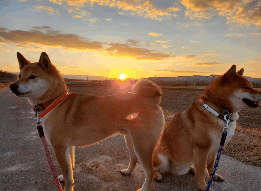 その他の写真④：2匹の愛犬（＠clona7marojyuさんより提供）