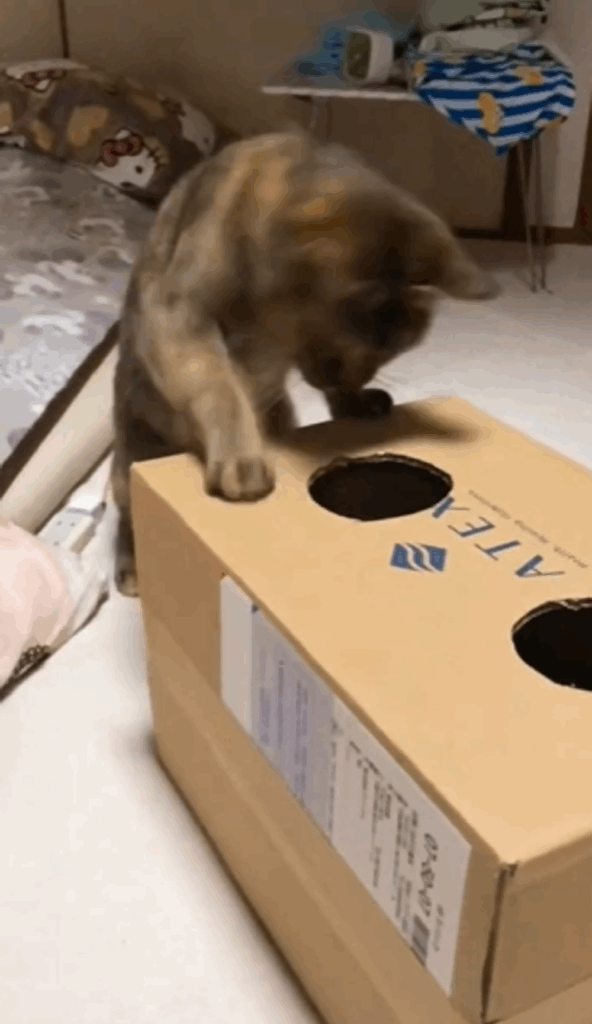 穴に引っ込んだぽぽちゃんを追うみじゅちゃん（＠popo_meme0802さんより提供）