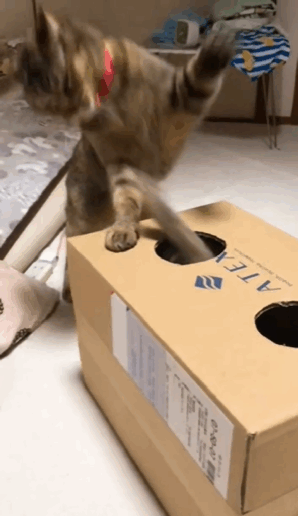 穴の中から反撃するぽぽちゃん（＠popo_meme0802さんより提供）