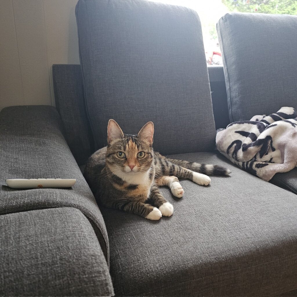 その他の猫ちゃんの写真②（＠WalkingtheNorthさんより提供）