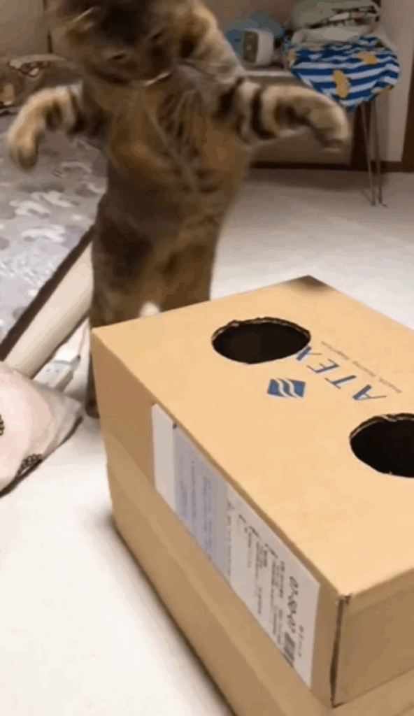 驚いて飛び上がるみじゅちゃん（＠popo_meme0802さんより提供）