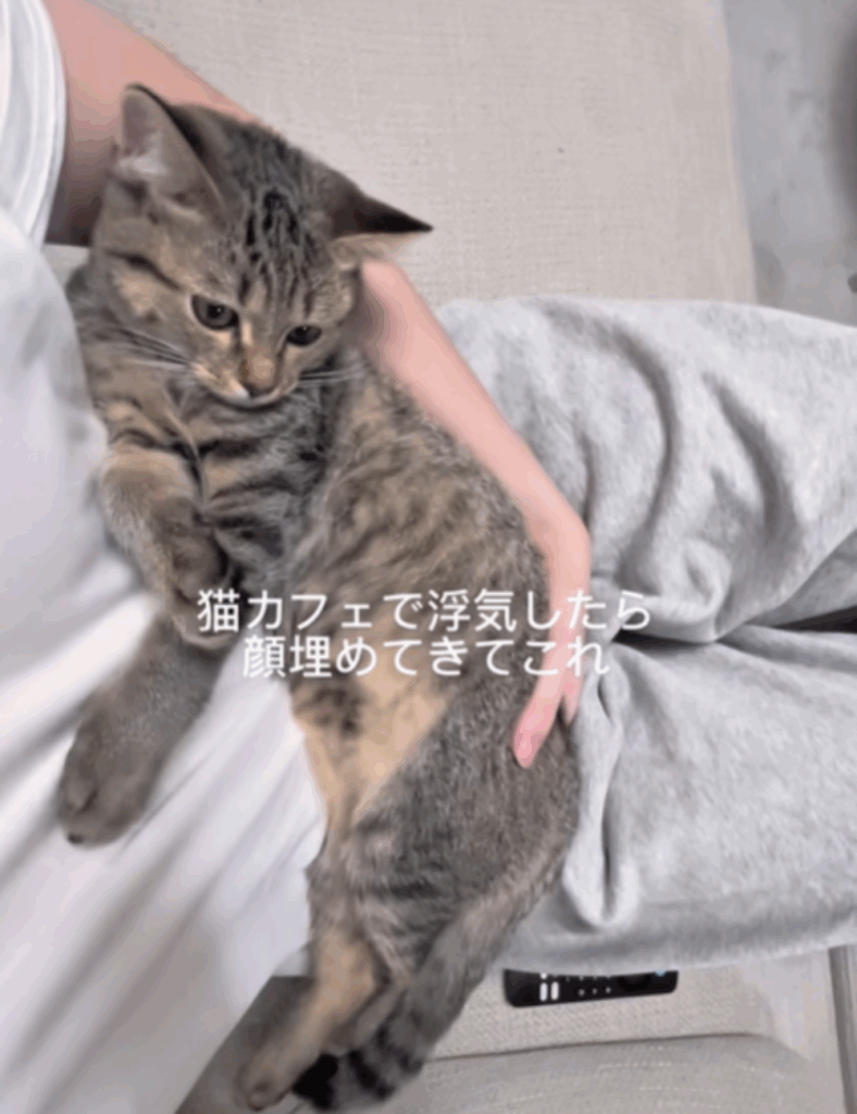 猫カフェに行ったら （＠nivo2_さんより提供）