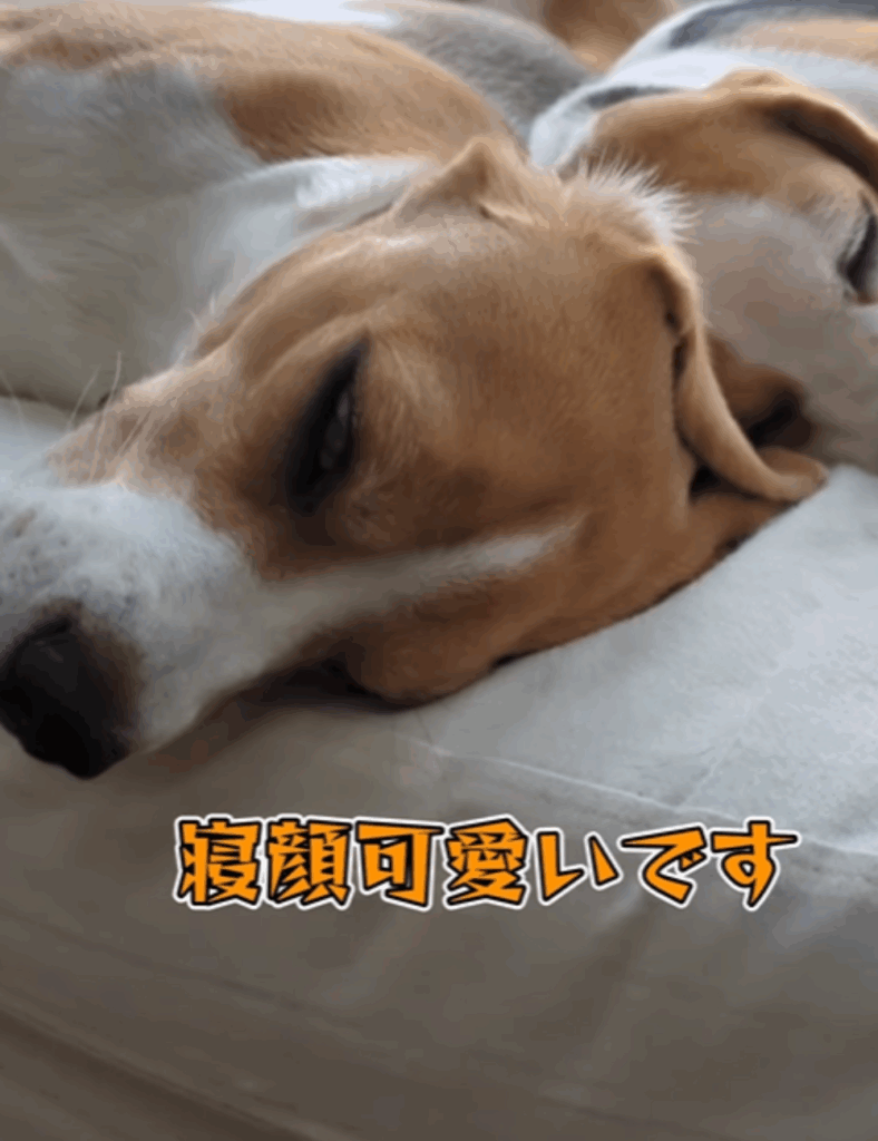 こまくんの寝顔（＠beagle_koma92_orin91さんより提供）