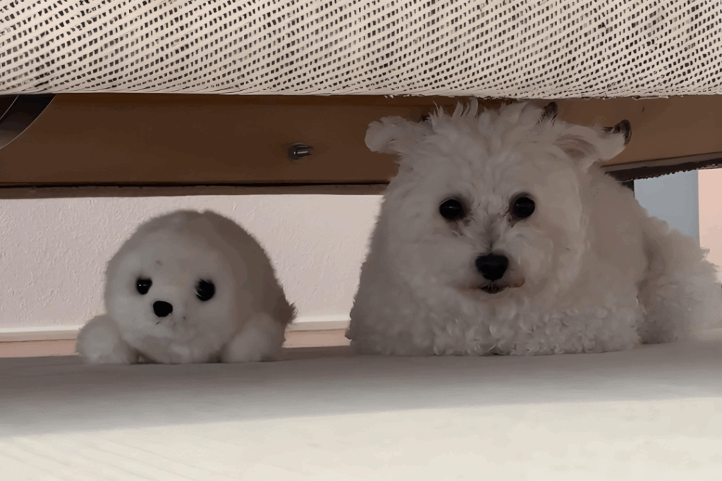 パフィーくん避難中②（@puffy1112さん提供）