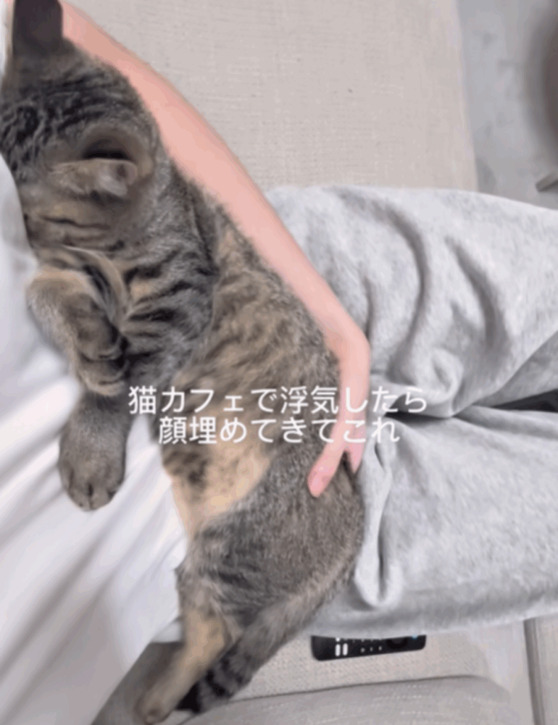 顔を埋めるにこちゃん
（＠nivo2_さんより提供）