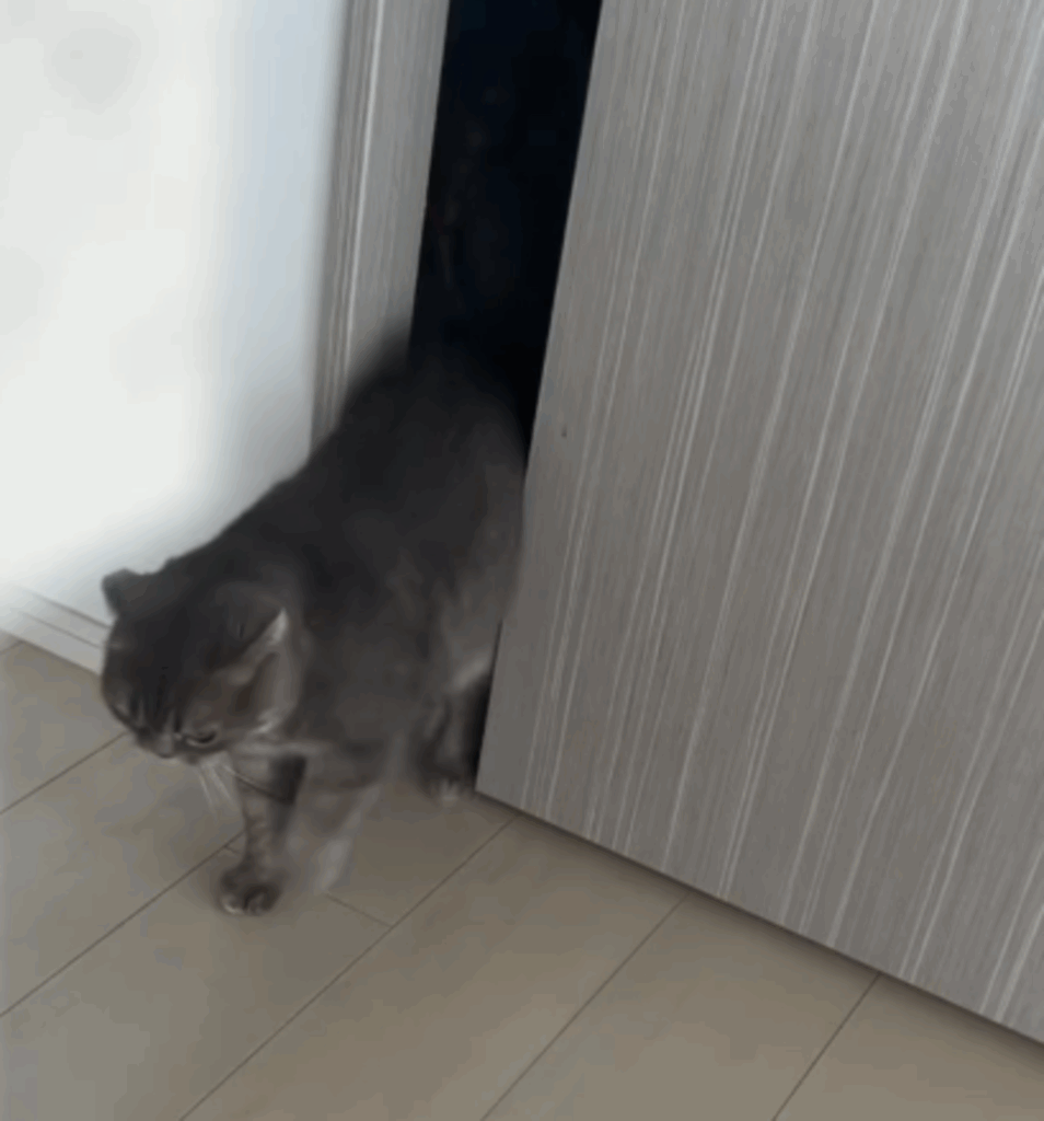 猫が先に起きて…（@uru__homeさんの投稿より）